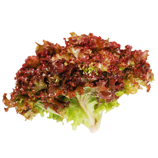 罗拉罗莎生菜种子传家宝家庭四季阳台专用盆栽新鲜即食蔬菜沙拉