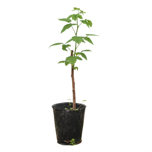 树莓苗当年结果红黄树莓苗南北方阳台庭院盆栽草莓覆盆子种植果树
