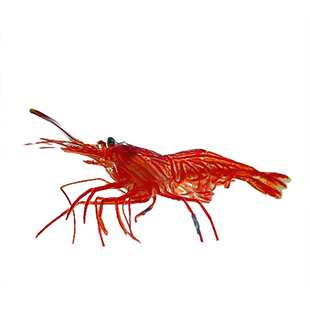 薄荷虾 海水观赏鱼活体 海缸清洁虾吃垃圾葵鬼手兴国海洋快递包活