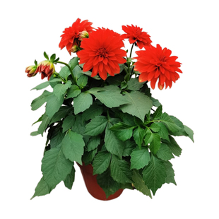 大丽花盆栽球根植物地瓜芋头花成品苗四季开庭院阳台包邮多年生长