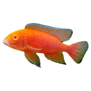 鲷科鱼活体三湖慈鲷马鲷杂鲷鱼热带淡水好养耐活练手鱼包邮包活