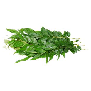 咖喱叶新鲜西餐饮香料菜调味调料蔬菜九里香咖哩叶鱼虾炒饭增香