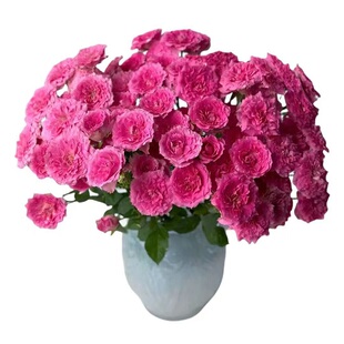 一树|多头玫瑰鲜花AB级泡泡稀有小仙女甜蜜派多品种 云南直发顺丰