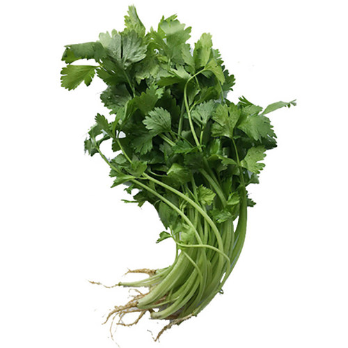 四季小香芹种子苗芹菜种籽农家水芹菜春季四季盆栽阳台蔬菜种孑