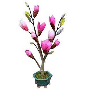 矮化玉兰花树苗带花苞紫玉兰盆栽南北方种植庭院四季花卉耐寒植物