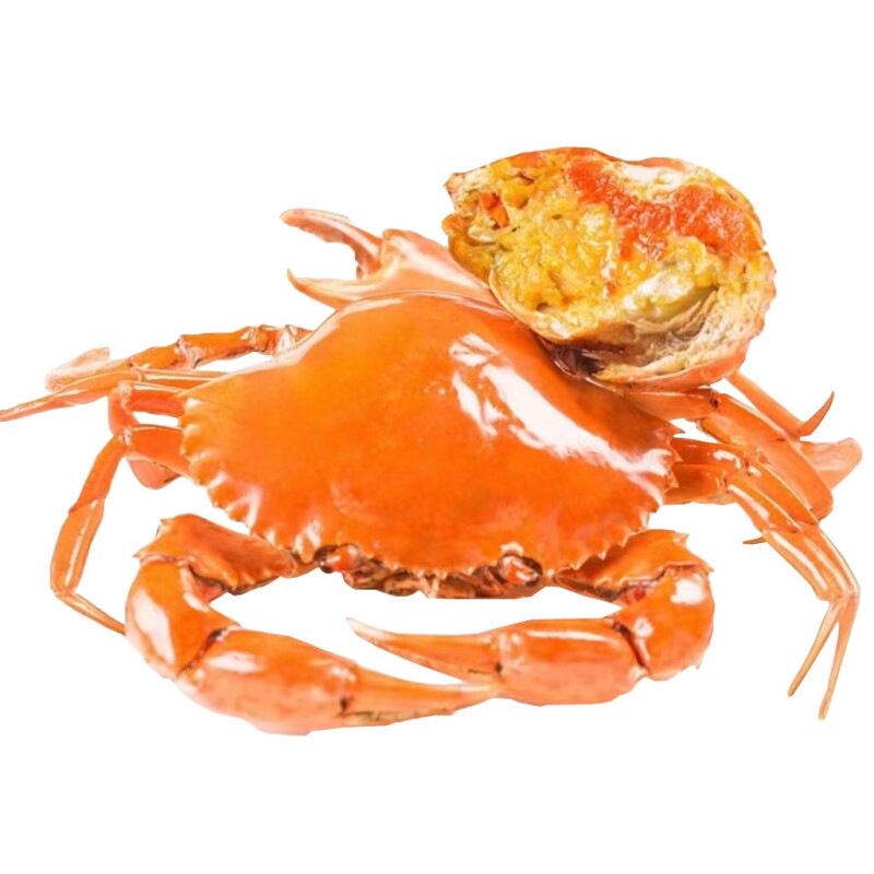 鲜活头手黄油蟹流油膏油蟹特大野生青蟹母蟹顺丰包活单只海鲜礼品