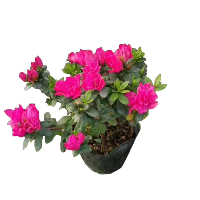 四季花卉比利时耐寒耐旱