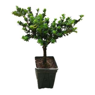 雀舌罗汉松珍珠圆叶短小米叶黑珍珠红芽罗菊花心树苗盆景素材盆栽