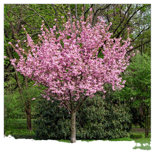 樱花树苗盆栽阳台庭院耐寒花卉绿植物高杆晚樱花园种植