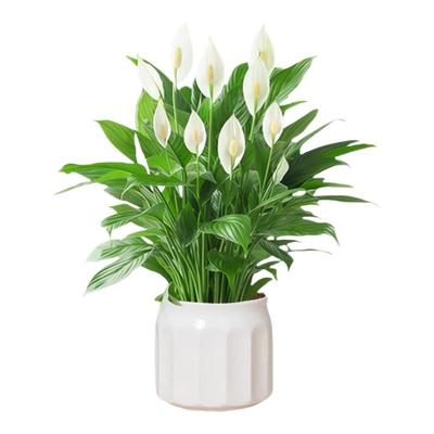 白掌一帆风顺盆栽绿植桌面好养活