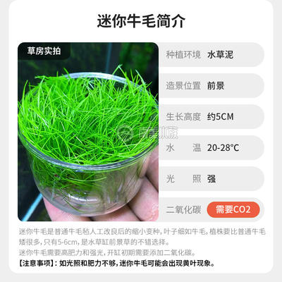 A comprehensive collection of aquatic plants: Blood-red court lilacs, mini ground-lying dwarf pearl chili banyan, Dutch scenery, and underwater leaf grass tank landscaping
