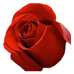 大红色玫瑰花苗盆栽卡罗拉大花浓香多季开花果汁阳台月季花卉植物