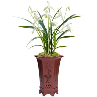 华香园兰花 青山玉泉 建兰白花素心绿爪 兰花苗浓香型 花卉绿植