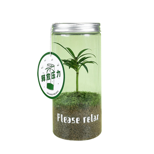 罗汉松生态瓶小盆栽苔藓微景观室内桌面工位绿植罐头植物创意礼物