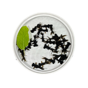 金鱼活体黑龙睛观赏鱼活体小金鱼冷水鱼金鱼苗好养耐活小型宠物鱼