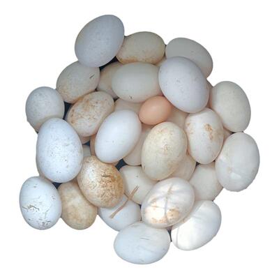 皖南池州农户家天然放散养鹅蛋吃纯粮食虫草新鲜现捡大鹅蛋土鹅蛋