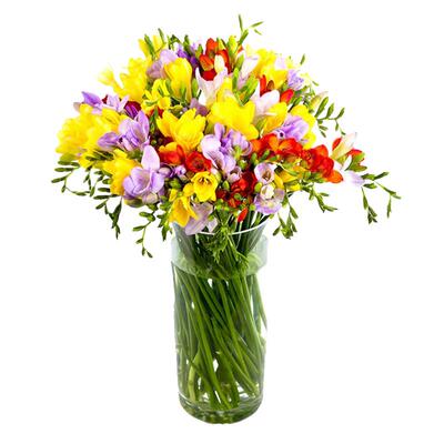 左家花园小苍兰香雪兰种球