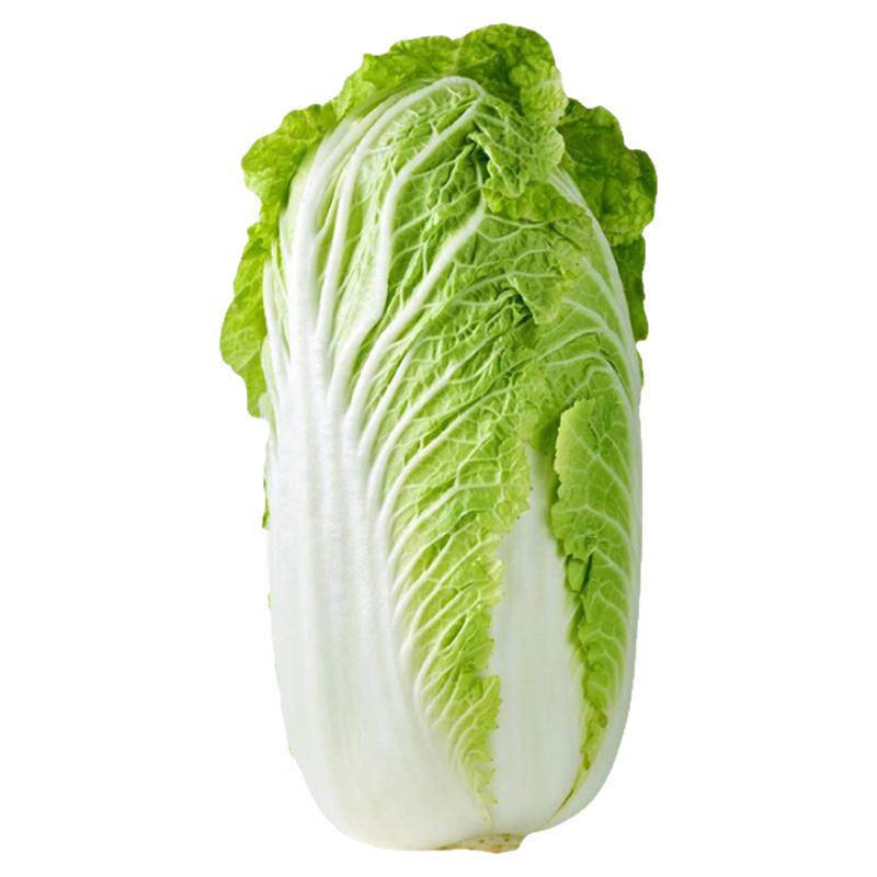 黄心大白菜苗四季高产抗病耐热