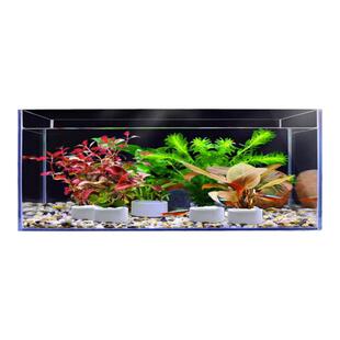 北京店铺活体真水草中后景有茎草水草套餐好养耐活适合新手养殖的