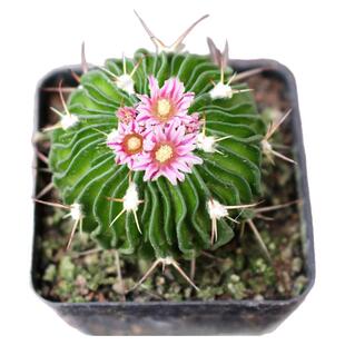 可园 多棱玉仙人球 千波万波多肉植物桌面小盆栽 奇趣室内开花球