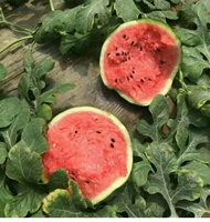 Чрезвычайный богиня Лин -Фенг Арбуз 60 Упрощен