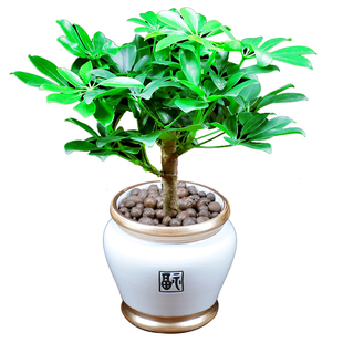 鸭脚木盆栽七叶莲办公室内招财好养植物客厅盆景净化空气桌面绿植