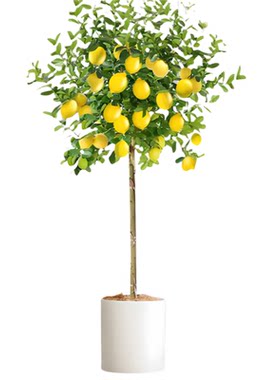 壹植香水柠檬树可食用