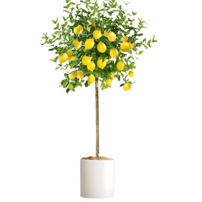 壹植梅花海棠果树绿梅