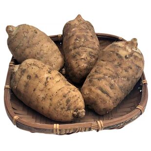 正宗云南昭通小草坝特产新鲜天麻仿野生礼盒装产地现挖直发乌天麻