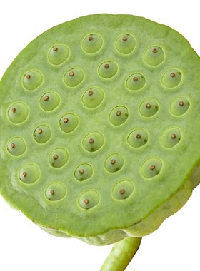 【现货】苏州太湖新鲜嫩莲蓬现摘