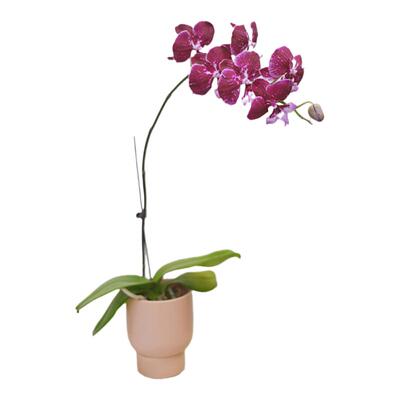 白色系列蝴蝶兰客厅高档