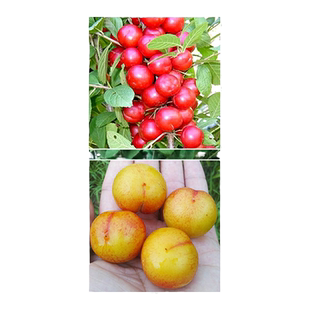 千亩钙果树苗山西农大中华钙果苗 欧李苗盆栽试种四季果树苗包邮