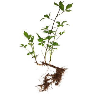 秋冬校园科普中药苗桔梗藿香苗杭白菊枸杞黄芩栀子草药苗教学种植