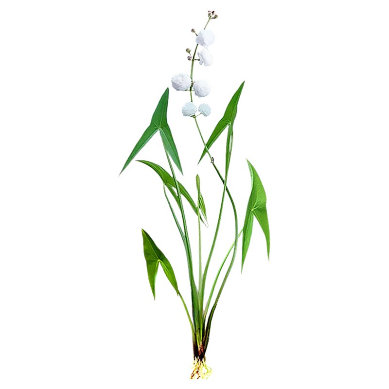 日本重瓣茨菇燕尾慈姑苗种球花水水草