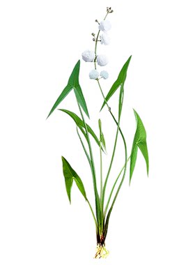 日本重瓣茨菇燕尾慈姑苗种球花水草水培古法水陆造景庭院观赏花卉