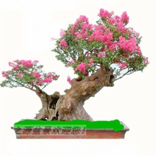 紫薇树桩盆景熟桩小老桩百日红花卉室内绿植小盆栽桌面阳台小盆景