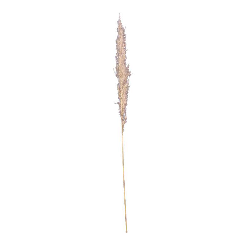 芦苇干花落地拍摄婚礼布置摆件