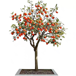 柿子苗树脆甜柿火晶红灯笼软柿庭院果树南北方种植特大柿子树果苗