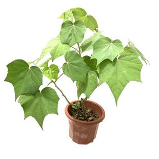 芙蓉花盆栽秋冬开花庭院阳台重瓣三醉芙蓉花苗变色拒霜花木芙蓉花