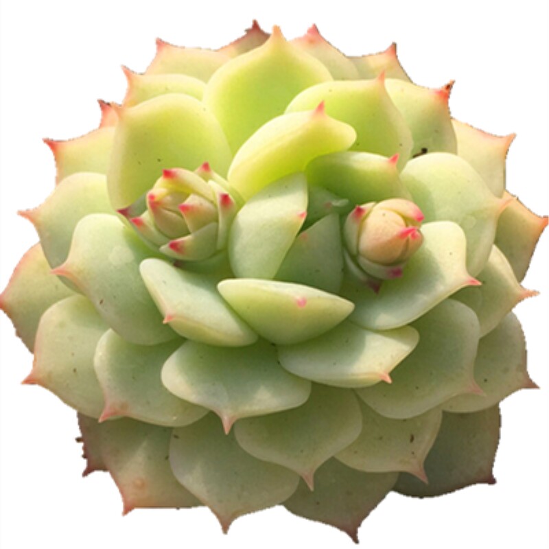 盆栽拼盘组合不重复多肉植物