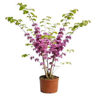 紫荆花四季室外庭院花卉绿植紫荆花树苗耐寒绿化工程苗南北方种植