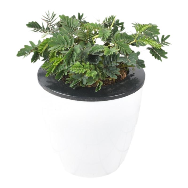 趣味植物含羞草办公室客厅