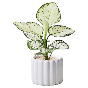 白如意绿植室内小盆栽桌面工位高级感客厅好养活皇后竹芋观叶植物