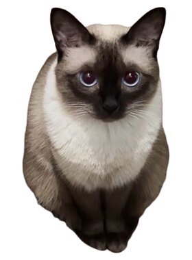 纯种暹罗猫活体猫咪90天健康保障
