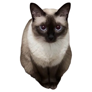纯种暹罗猫活体猫咪90天健康保障