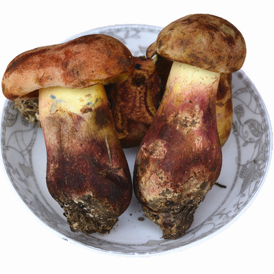 红葱见手青新鲜野生黄牛肝菌蘑菇