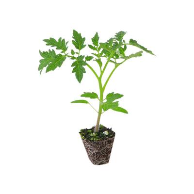 硬果大红番茄苗带土发货四季南方