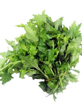 正宗南京菊花叶蔬菜籽春夏秋播种
