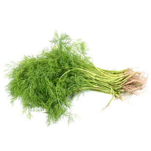 茴香菜新鲜现摘茴香苗带根500g包饺子馅料农家小茴香菜新鲜蔬菜