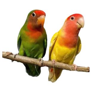 牡丹鹦鹉蛋受精蛋玄凤鹦鹉种蛋鸟蛋可人工孵化宠物受精蛋出壳率高